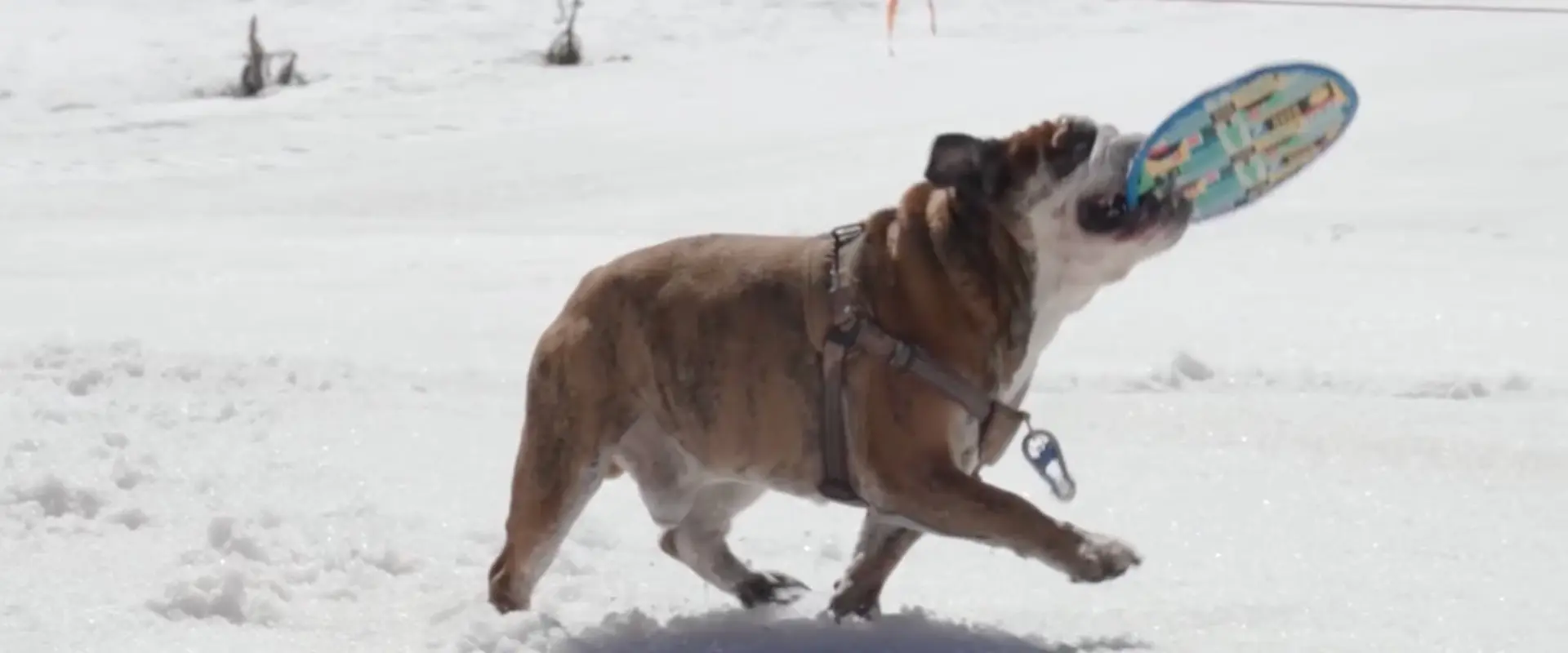 Yeti bark park at boreal